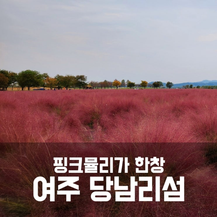 여주 당남리섬 - 핑크뮬리가 한창인 가을 여행지 여주 당남리섬 - 핑크뮬리가 한창인 가을 여행지