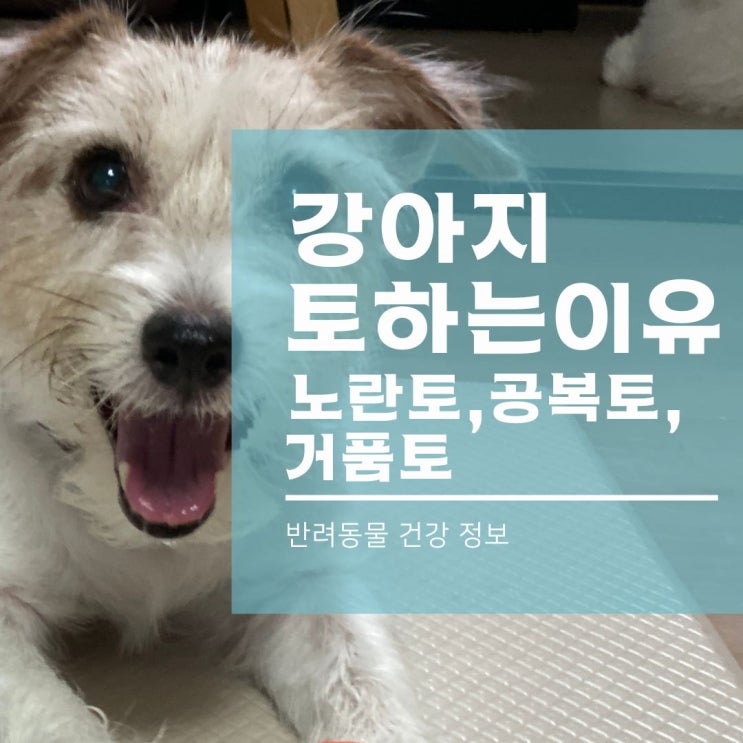  강아지 토하는 이유 중 노란토와 거품토, 공복토 알아봐요!