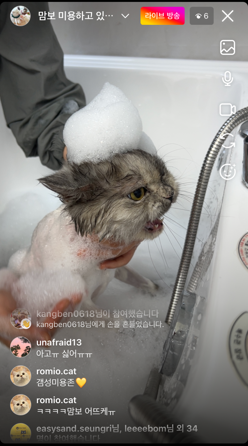 서초동 고양이미용 블랙스완 세번째 방문, 고양이 목욕 주기부터 고양이 미용 비용까지 : 네이버 블로그