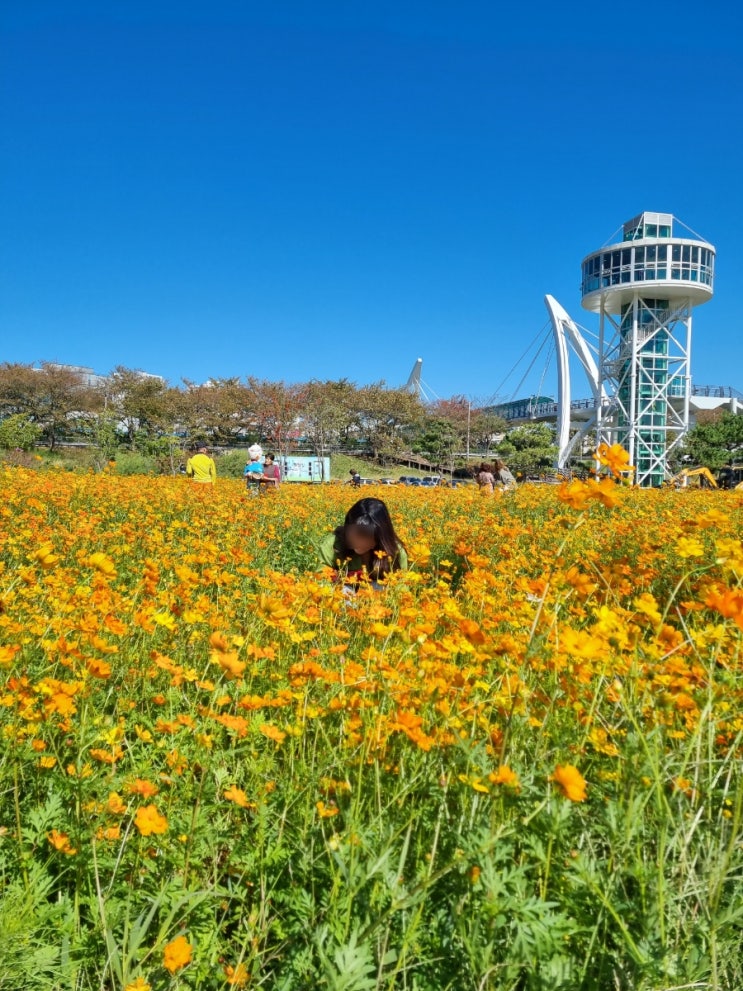  [부산근교핫플]양산 황산공원 가서 댑싸리, 황화 코스모스 보고 가을 한껏 느끼고 왔어요(주말 피크닉, 캠핑장 양산가볼만한곳)