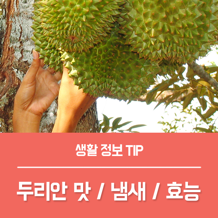  두리안 효능 BEST7, 두리안 맛 냄새 말씀드릴까요?