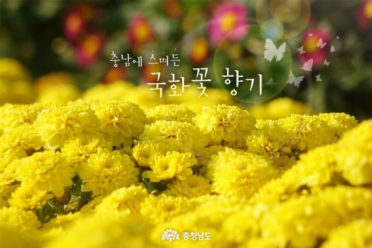 충남 가볼만한곳 충남에 스며든 국화꽃 향기 | 충남도청페이스북