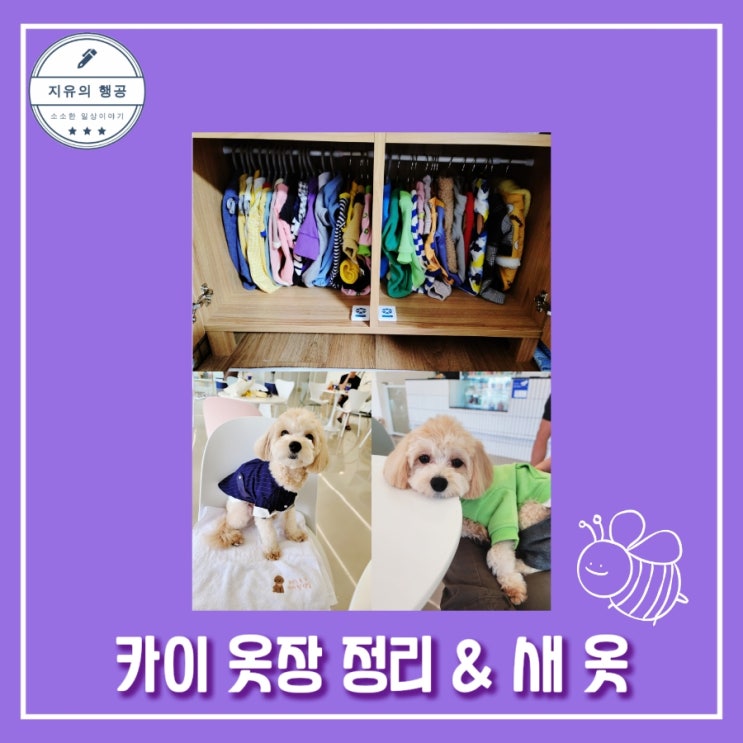  애견 옷장 정리와 새 옷 (마켓비 수납장으로 만든 애견 옷장)
