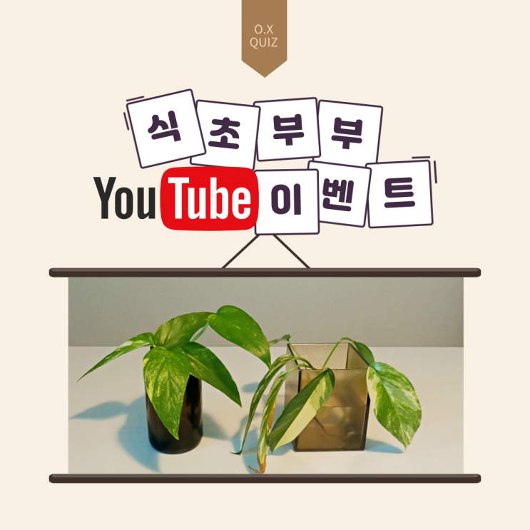  [이벤트종료] 식초부부 구독자 식물 나눔이벤트 진행합니다