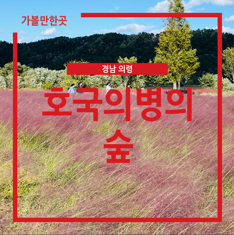 대구근교핑크뮬리 의령 천수공원 댑싸리에서 가을을 만끽하시길!