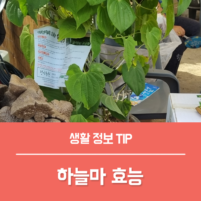  열매마 넝쿨마 하늘마 효능 6가지, 하늘마 먹는법 심는시기 수확시기