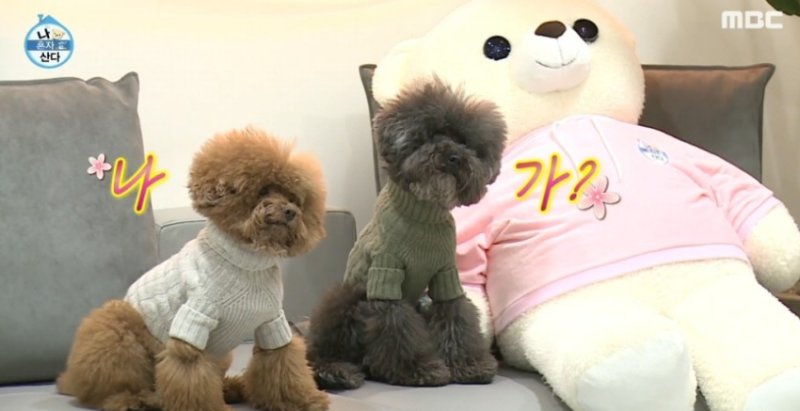 샤이니 키 반려동물 꼼데&가르송 : : 24시 구로 신도림 S동물의료센터 : : : 네이버 블로그