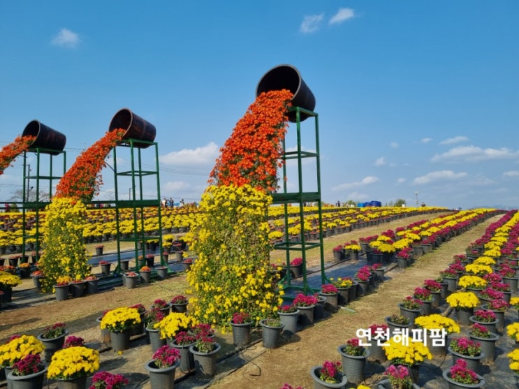  연천국화전시회 국화꽃축제 전곡 선사유적지 일원 10월30일까지