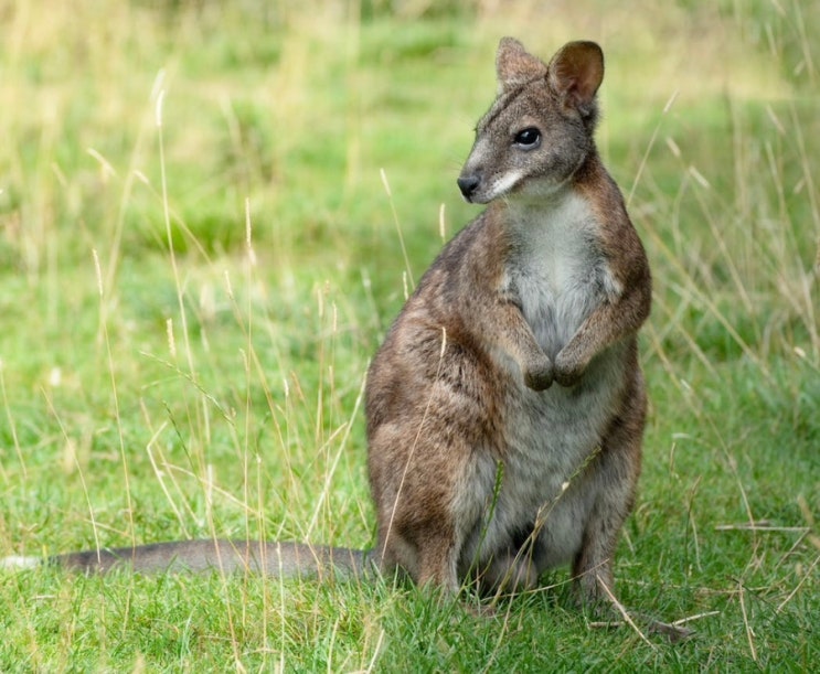 캥거루 와 왈라비 Kangaroo : Wallaby 의 차이는 ?