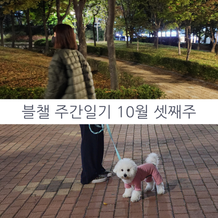  블챌 주간일기 10월 셋째주 솜이랑 산책