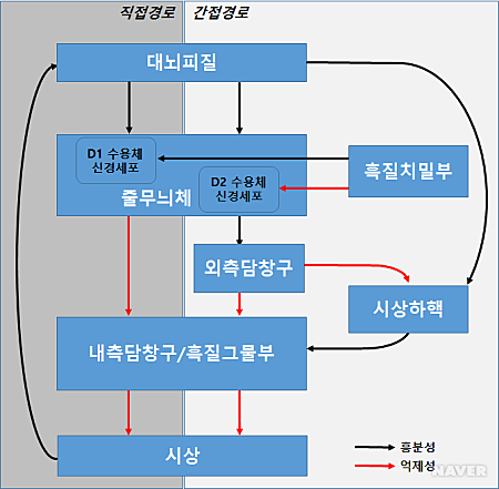 기저핵(Basal nucleus)과 선조체(Striatum) : 네이버 블로그