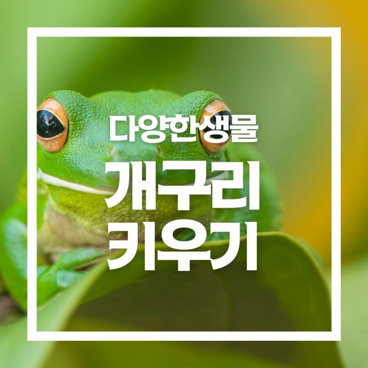  개구리와 올챙이의 먹이와 키우기, 피부호흡과 체외수정 등 양서류 특징은?