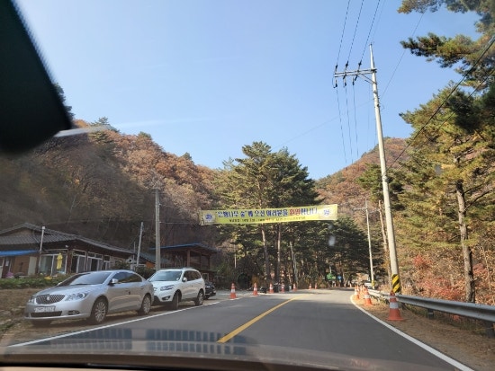 3년만의 홍천 은행나무숲 싱그러운 은행나무를 기대한 이의 대충격