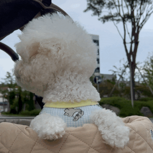  강아지 유모차 고르는 방법 알려줄게! 멍멍!