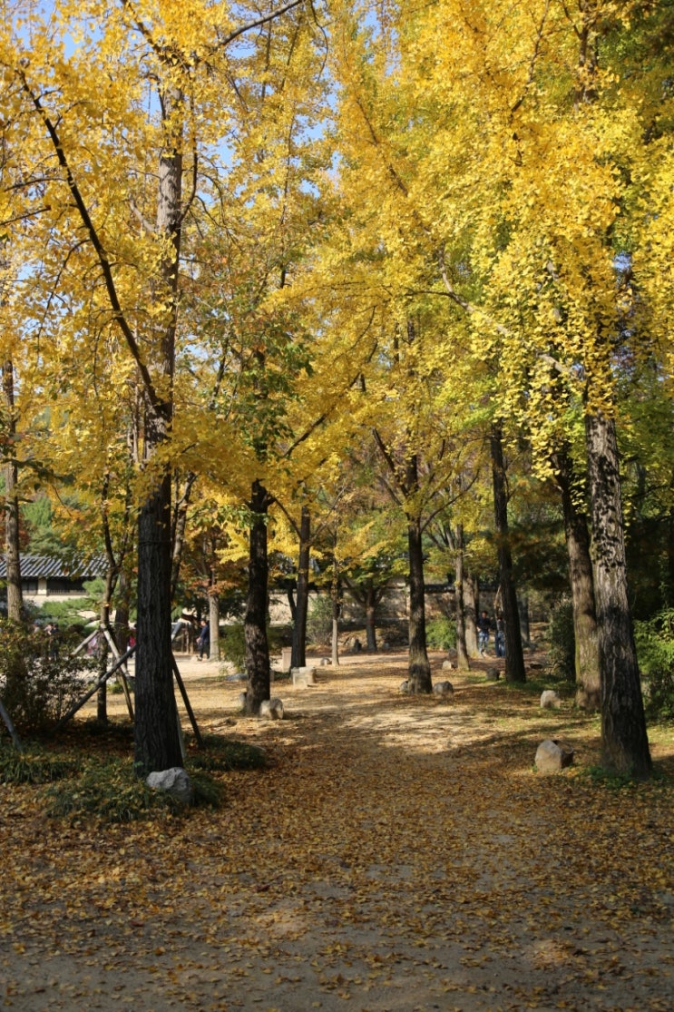  용인 한국민속촌, 실시간 단풍, 승마체험, 가을 여행지 추천