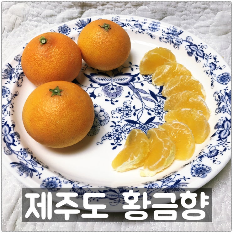  제주도 황금향 새콤달콤 고당도 제주황금향 맛 후기