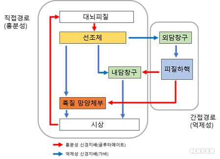 기저핵(Basal nucleus)과 선조체(Striatum) : 네이버 블로그