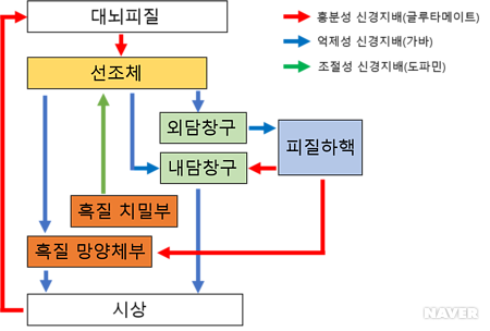 기저핵(Basal nucleus)과 선조체(Striatum) : 네이버 블로그