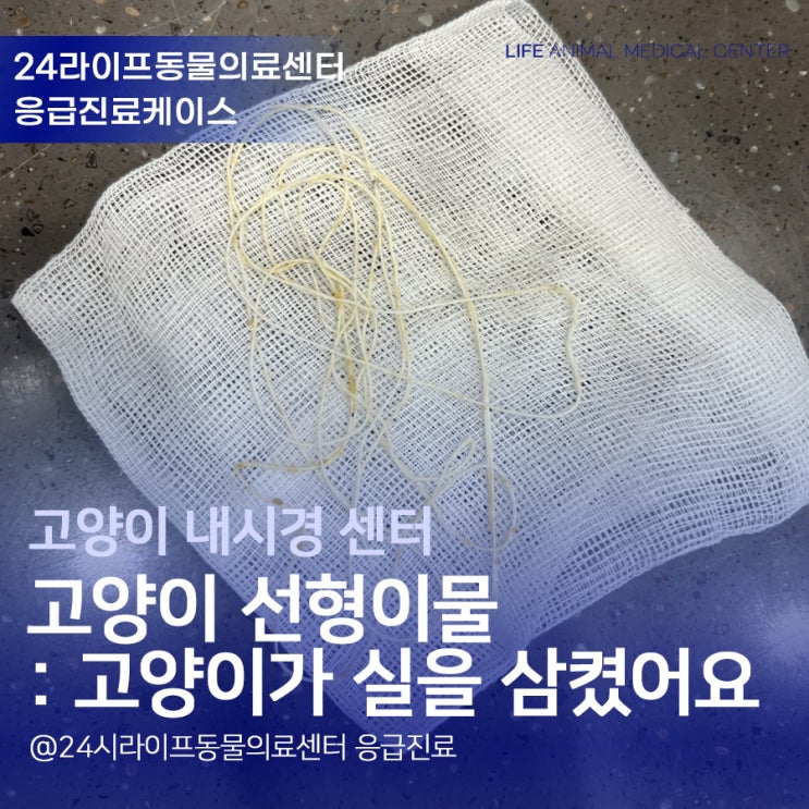 대구 고양이 내시경 동물병원 : 고양이가 실을 삼켰어요! / 고양이 선형이물 제거