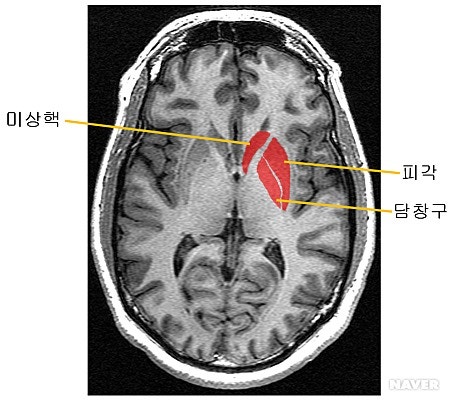 기저핵(Basal nucleus)과 선조체(Striatum) : 네이버 블로그