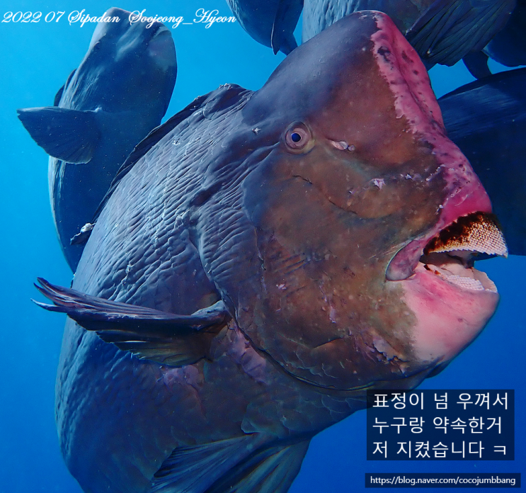  시파단(Sipadan) 솔직후기 _2탄_ 다이빙샵 고르기 (셈포르나 다이브샵 & 시파단 셀레베스 리브어보드)