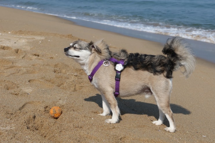  양양 가볼만한곳 동호해변 강아지와 해수욕장 산책 완벽!