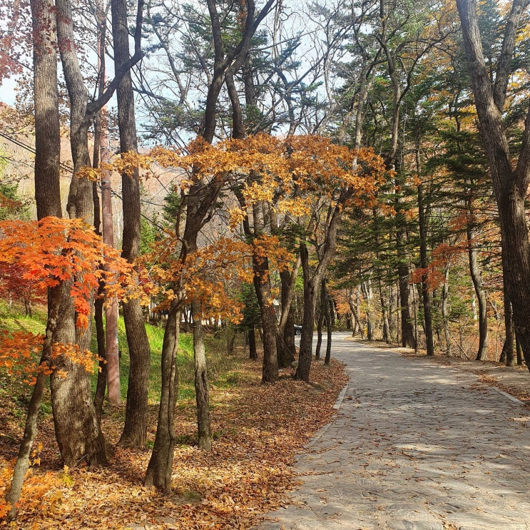  가을 단풍든 오대산 선재길 트래킹 (상원사에서 월정사)