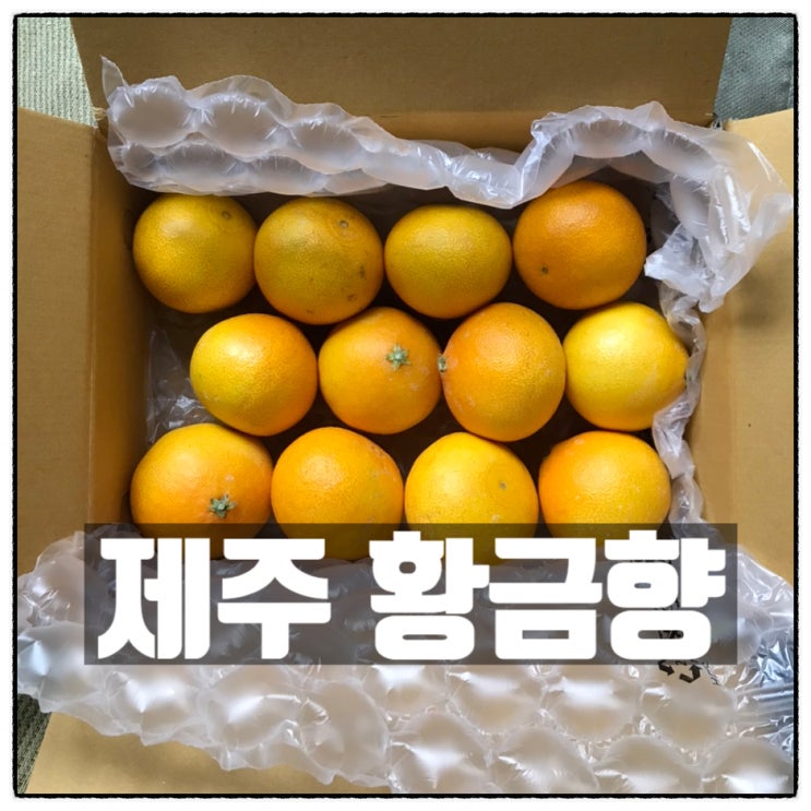 제주황금향 친환경농법 제주도 황금향 맛 리뷰 제주황금향 친환경농법 제주도 황금향 맛 리뷰