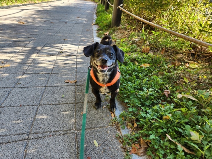 강아지 산책 시간 오남호수공원 가을단풍놀이