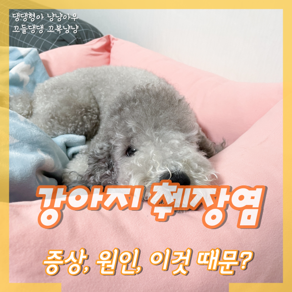  강아지 췌장염 증상, 원인 이것 때문에?