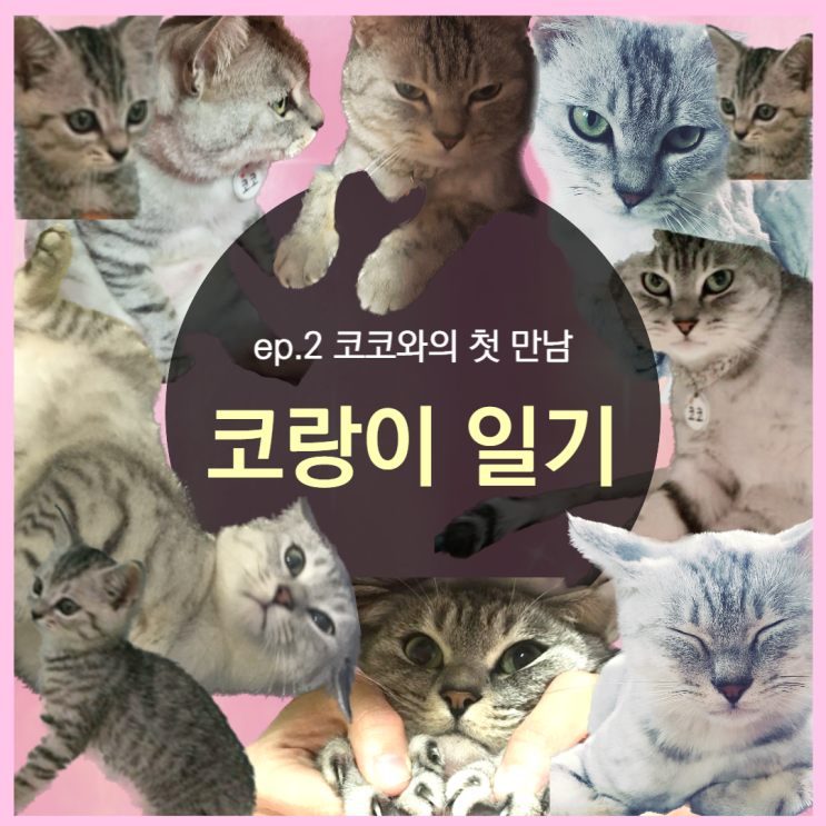  ep.2 코코와의 첫 만남 (코코일까 덕배일까)