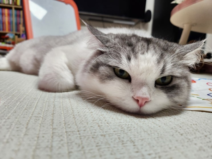  요즘의 쪼맹이
