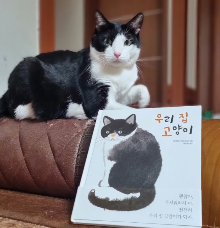  고양이 집사가 되는 중입니다, 길고양이 입양에서 진짜 가족이 되기까지 [우리집 고양이]