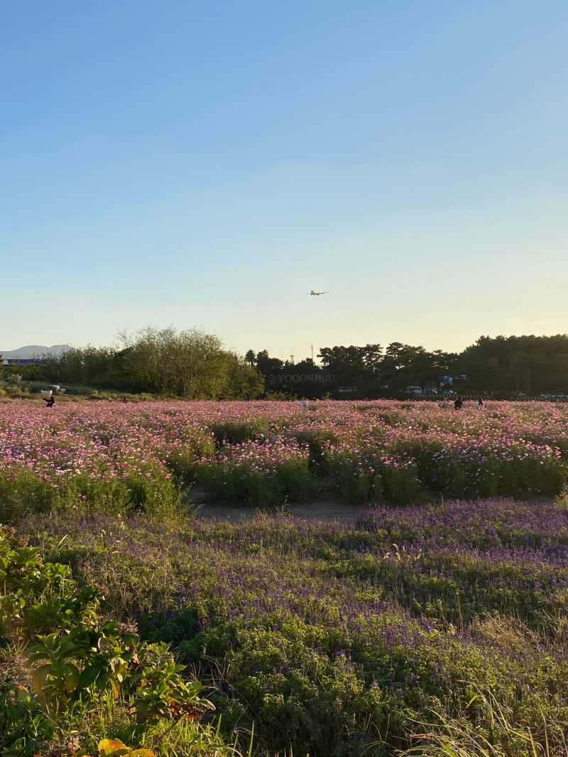 해바라기 밭 일몰 - [] HD 전화 배경 화면 | Pxfuel, image size:800x1067