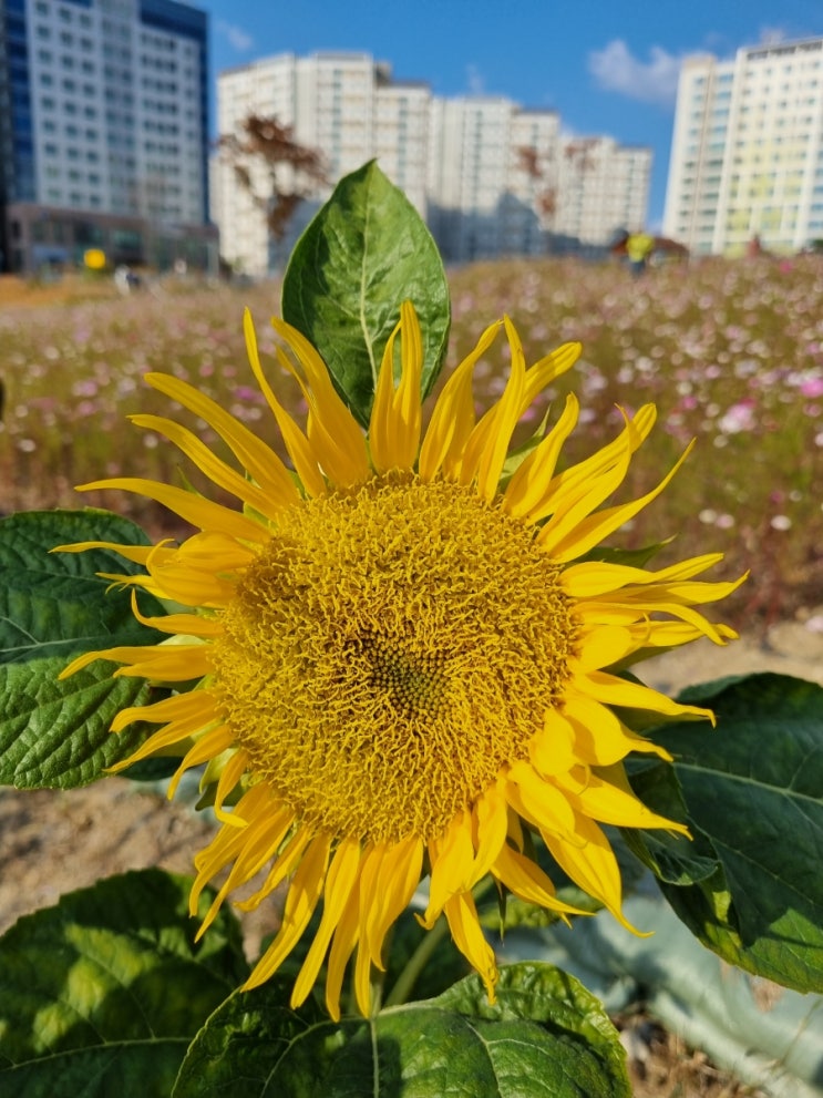  고시원에서 한 달 살기를 도전해 보려 합니다.