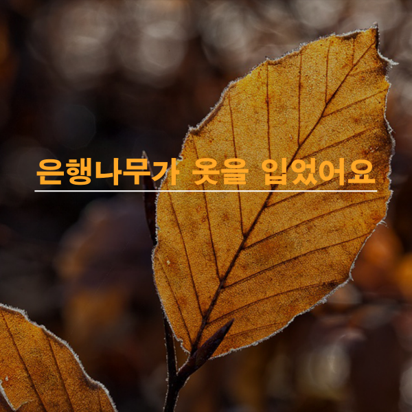 은행나무가 옷을 입었어요