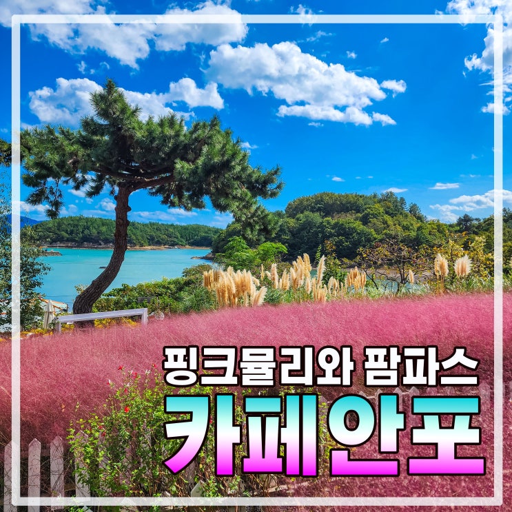  여수 바다와 핑크 뮬리의 조화 카페 안포(feat. 핑크 뮬리, 팜파스 명소)