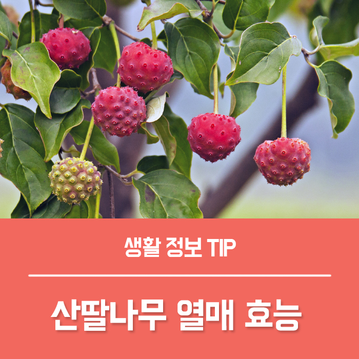  나만 알고픈 산딸나무 열매 효능 BEST5