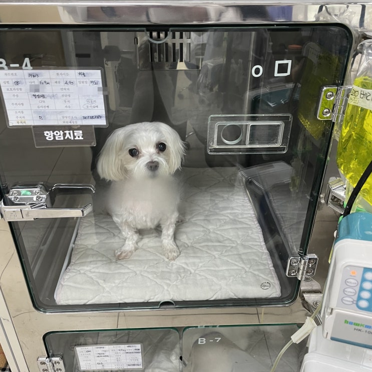  강아지 림포마 3차 항암치료 비용과 후기