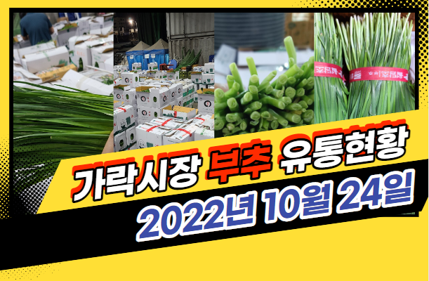  [경매사 일일보고] 10월 24일자 가락시장 "부추" 경매동향을 살펴보겠습니다!