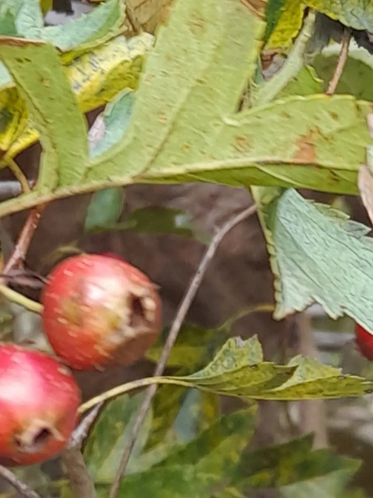 산사나무열매 채취,효능 알아보기