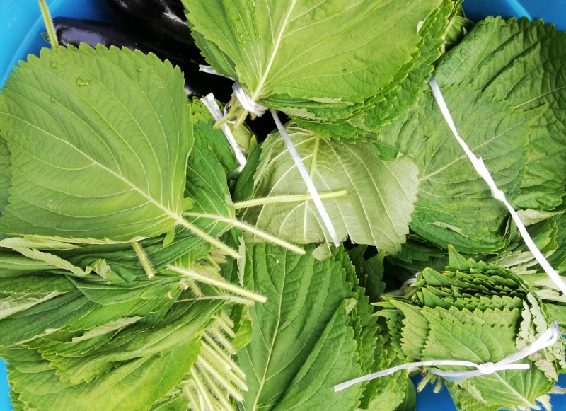 가을 깻잎 삭히는법 초단간