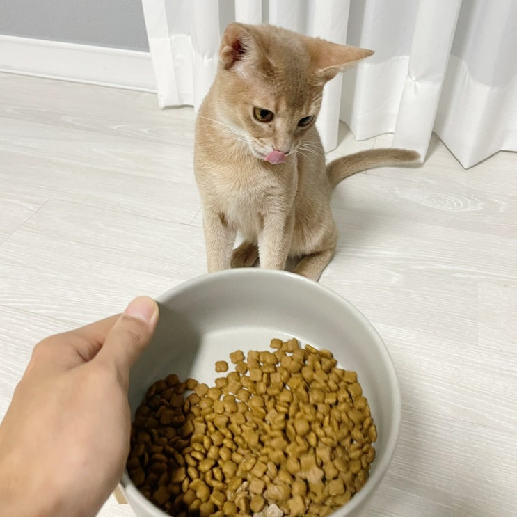  점프와 우다다에 빠진 아비시니안에게 필요한 고양이 관절영양제