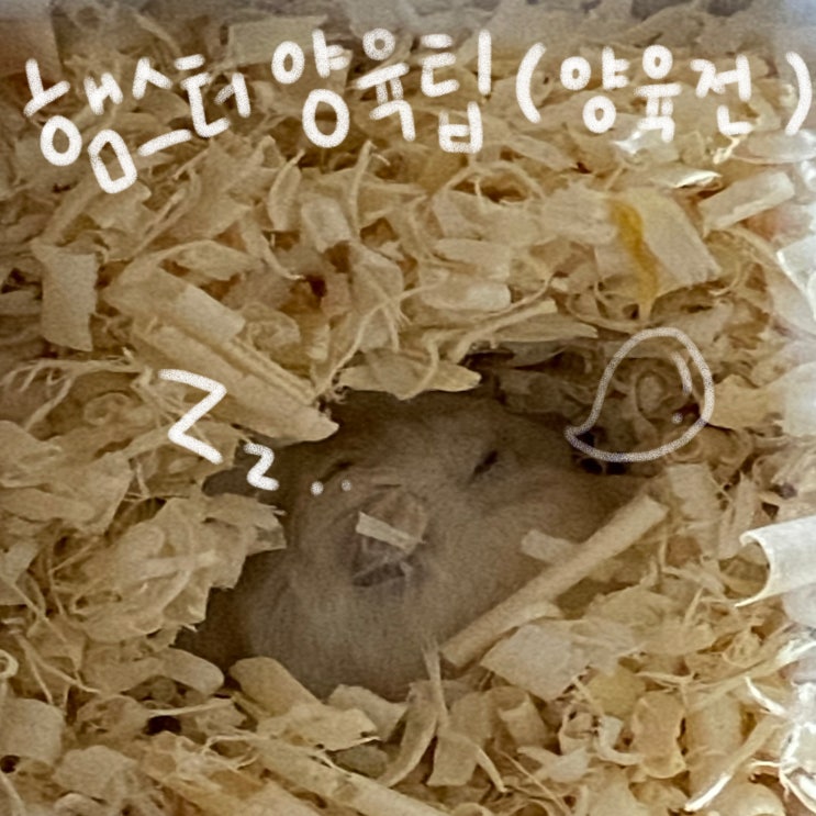  [햄스터 양육 팁] 햄스터 입양 전 꼭 알아둬야 할 주의사항