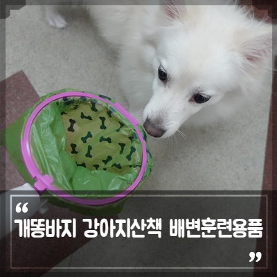 <b>개똥</b>바지? 강아지 산책 펫티켓, <b>반려견</b> 배변훈련용 애견용품