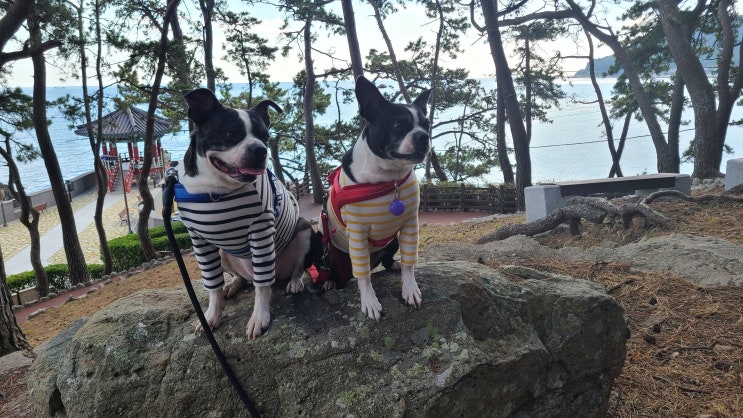  강아지산책 부산 송정 해수욕장 죽도공원 나들이