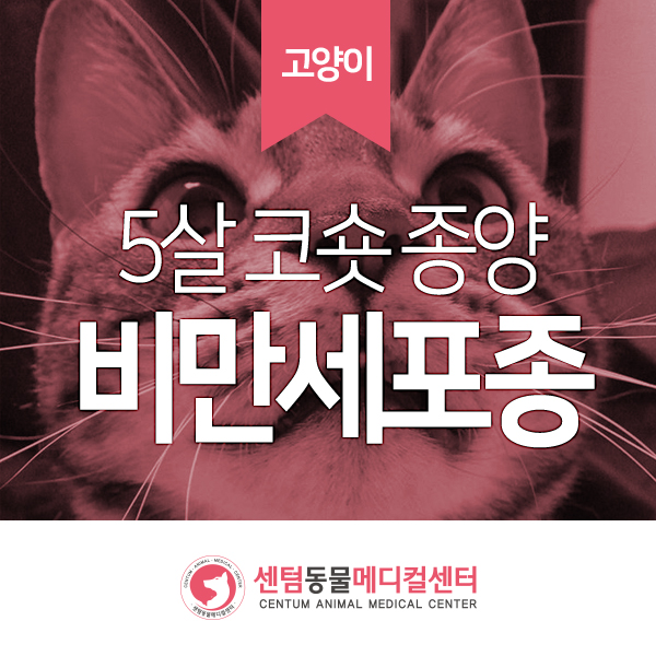 5살 한국고양이 혹 &lt;splenic mast cell tumor: 비장 비만세포종&gt;(부산 경남 센텀동물메디컬센터 수영점 고양이 친화병원 골드 동물병원)