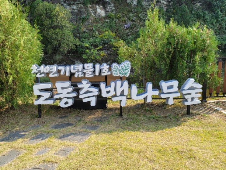  <대구 동구> 대구 도동측백나무숲, 대한민국 천연기념물 1호!
