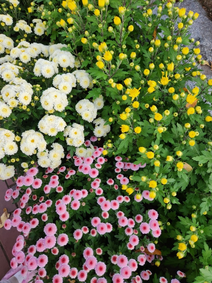  대구수목원 국화축제 (축제기간, 갈만한곳, 대구 주말나들이, 아이와함께)