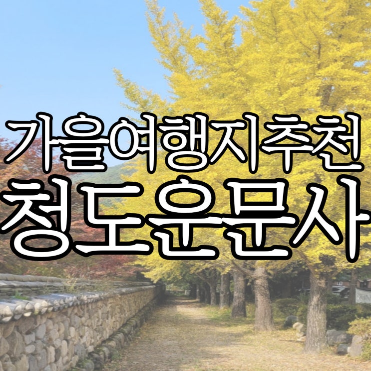  11월 여행지 추천 청도 운문사 단풍현황  (+운문사 은행나무)